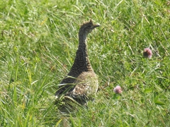 Tympanuchus phasianellus