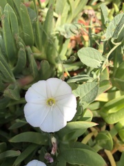 Convolvulus arvensis