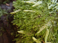 Pseudotaxiphyllum elegans