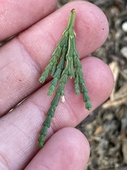 Calocedrus