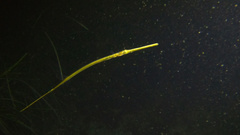 Syngnathus fuscus