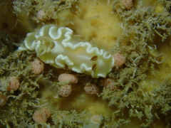 Ardeadoris angustolutea
