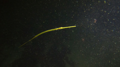 Syngnathus fuscus