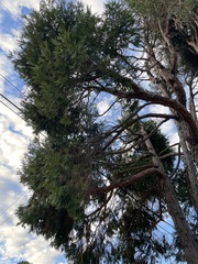 Calocedrus