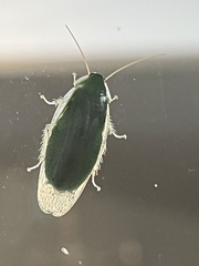 Panchlora nivea