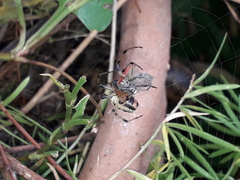 Alpaida veniliae