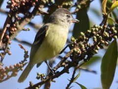Camptostoma obsoletum
