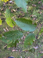 Carpinus caroliniana