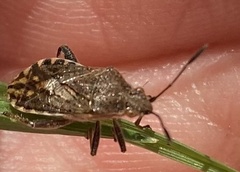 Stictopleurus punctatonervosus