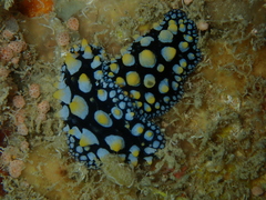 Phyllidia guamensis