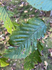 Carpinus caroliniana