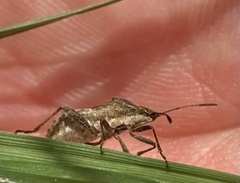 Stictopleurus punctatonervosus