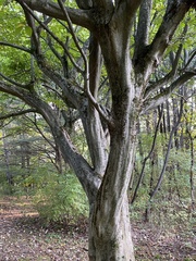 Carpinus caroliniana