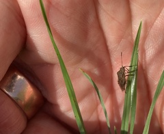 Stictopleurus punctatonervosus