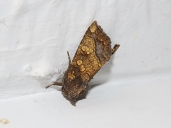 Papaipema cataphracta