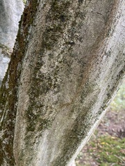 Carpinus caroliniana