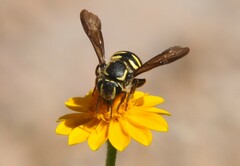 Paranthidium gabbii