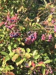 Viburnum cassinoides