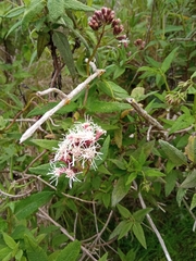 Aristeguietia salvia