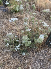 Perideridia gairdneri