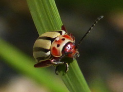 Disonycha alternata