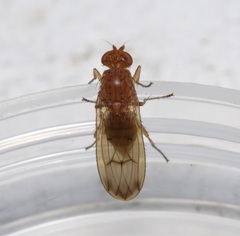 Heleomyzidae