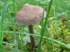 Cortinarius angelesianus