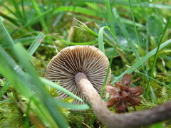 Cortinarius angelesianus