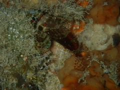 Scorpaenidae