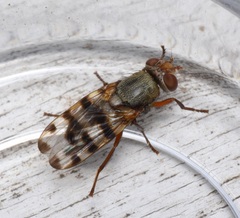 Ceroxys