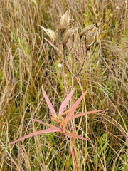 Asclepias incarnata