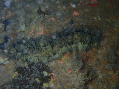 Stichopus