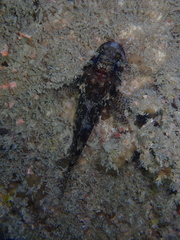 Scorpaenidae