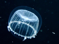 Aequorea