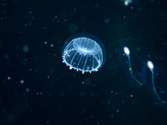 Aequorea