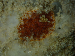 Halgerda tessellata