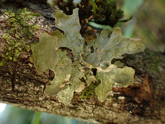 Lobaria
