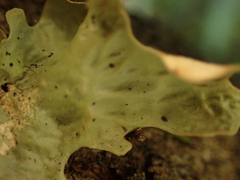 Lobaria