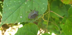 Halyomorpha halys