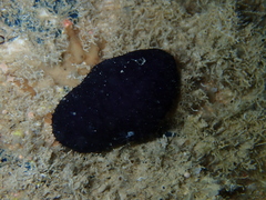 Holothuria leucospilota