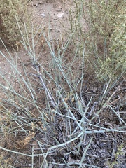 Ephedra torreyana