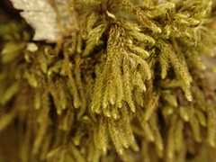 Hypnum circinale
