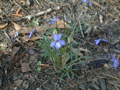 Viola pedata