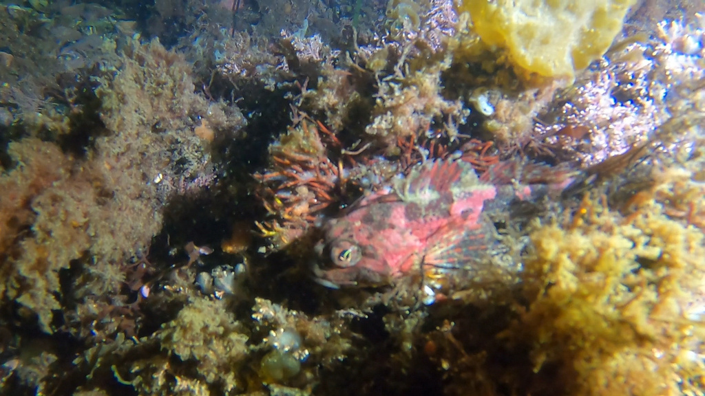 Shorthorn Sculpins from Seal Cove, Cape Elizabeth, ME, US on September