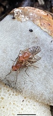 Dryomyza