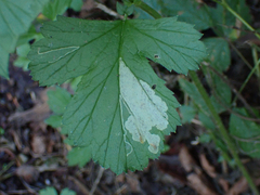Metallus lanceolatus