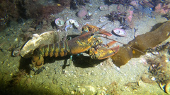 Homarus americanus