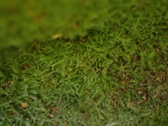 Cephalozia bicuspidata