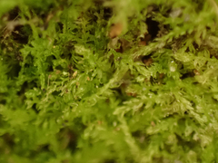 Cephalozia bicuspidata