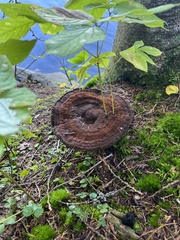 Phaeolus